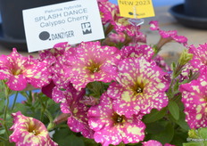 De Calypso Cherry uit de Splash Dance serie is één van de drie nieuwe kleuren die aan de serie is toegevoegd.